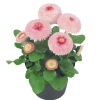 Stokrotka Bellis Tasso Strawberries Cream - sadzonka